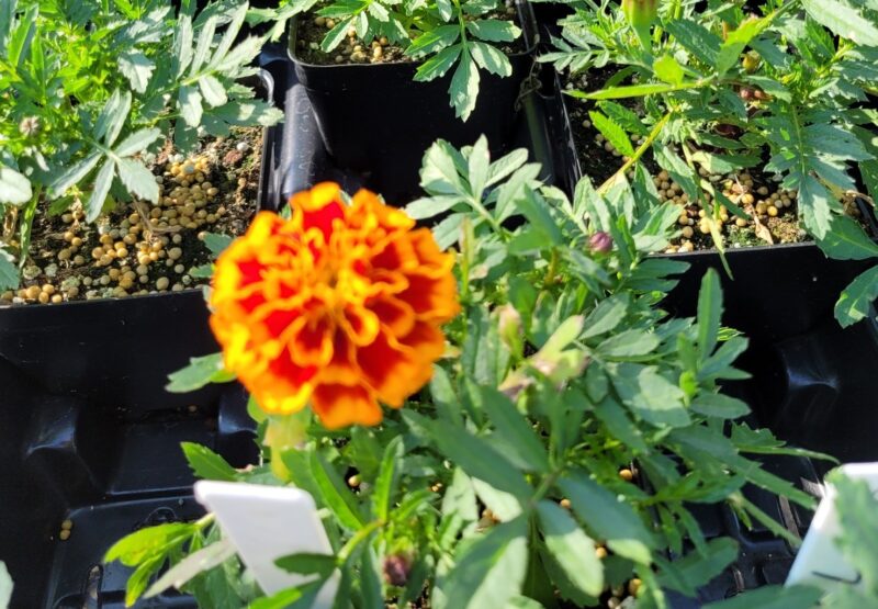 close up of orange flower with green leaves in background