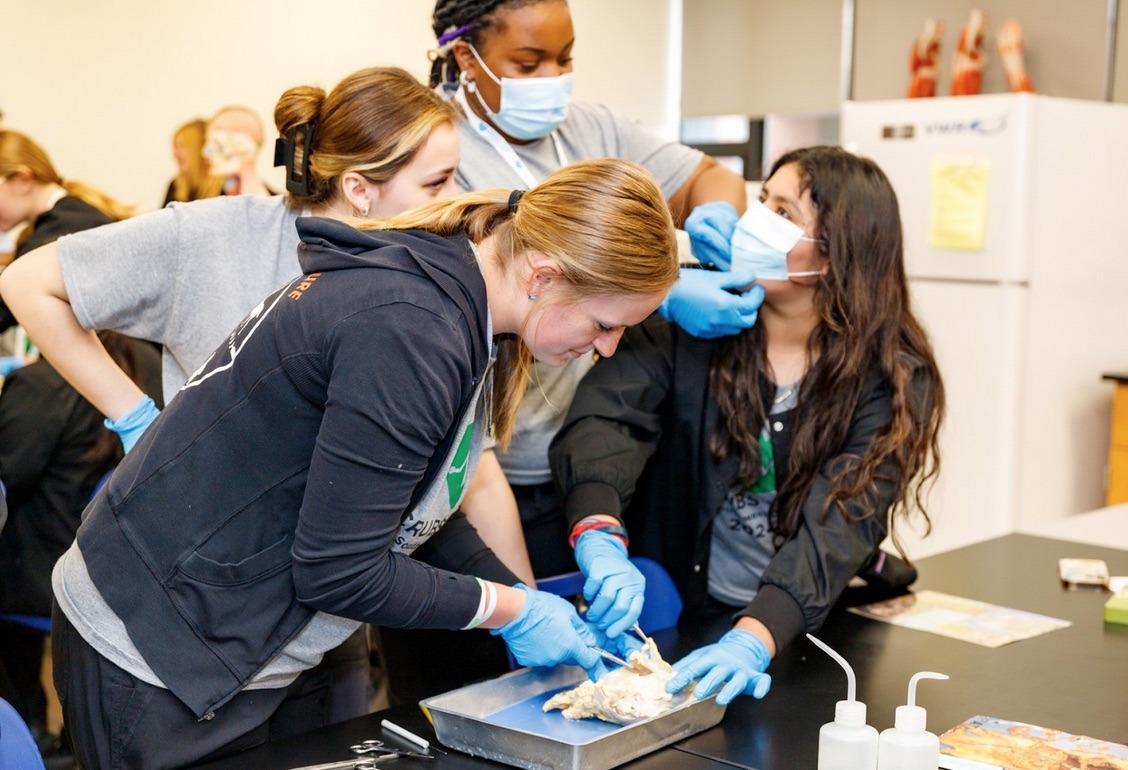 Scrubs Camp 2024 - dissection lab