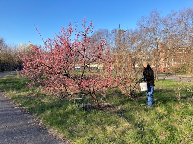 Student mulching a fruit tree